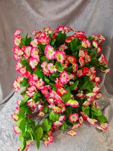 Load image into Gallery viewer, Fuchsia and White Morning Glory Trailing Hanging Basket